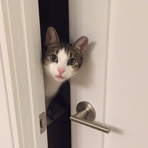 Meet your Posher, Amelia